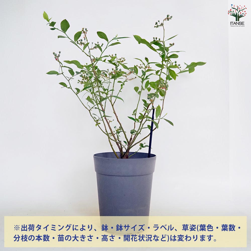 ブルーベリー パウダーブルー 【果樹の苗木 6号／1個売り