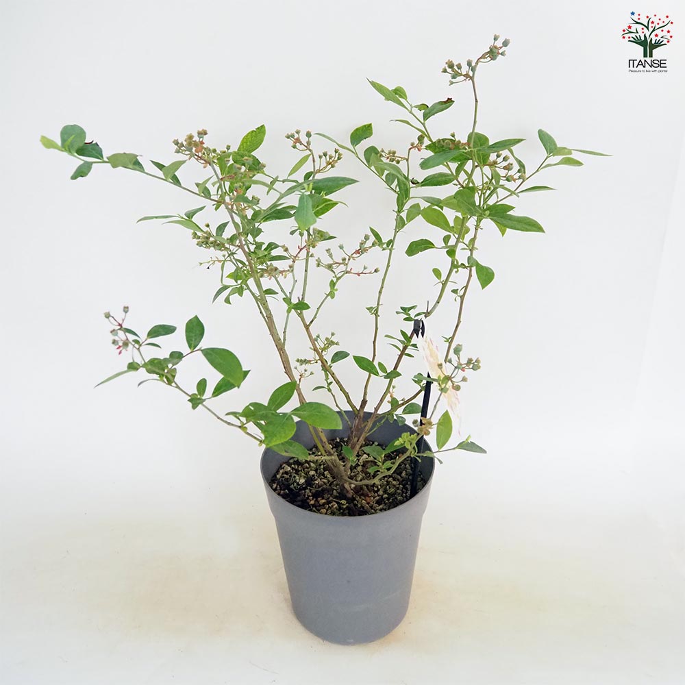 ブルーベリー パウダーブルー 【果樹の苗木 6号／1個売り