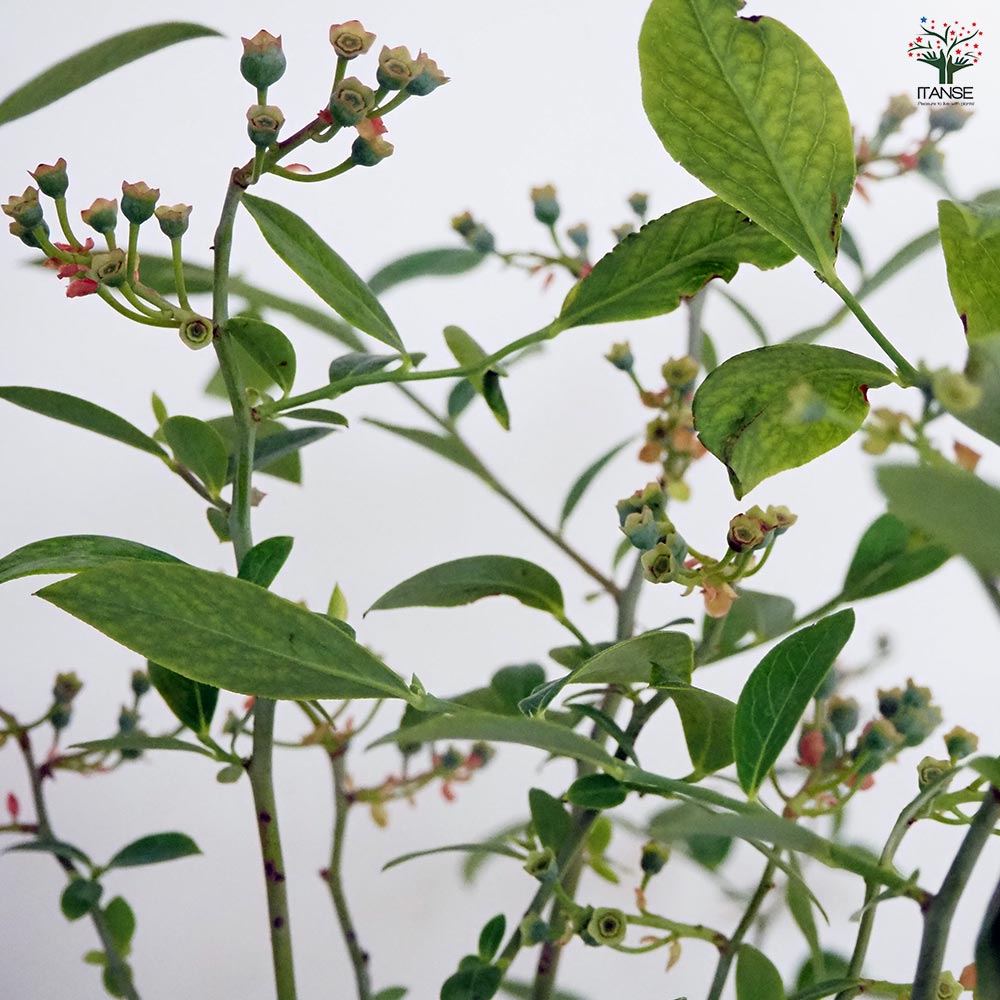 ブルーベリー パウダーブルー 【果樹の苗木 6号／1個売り】｜ 【植物の
