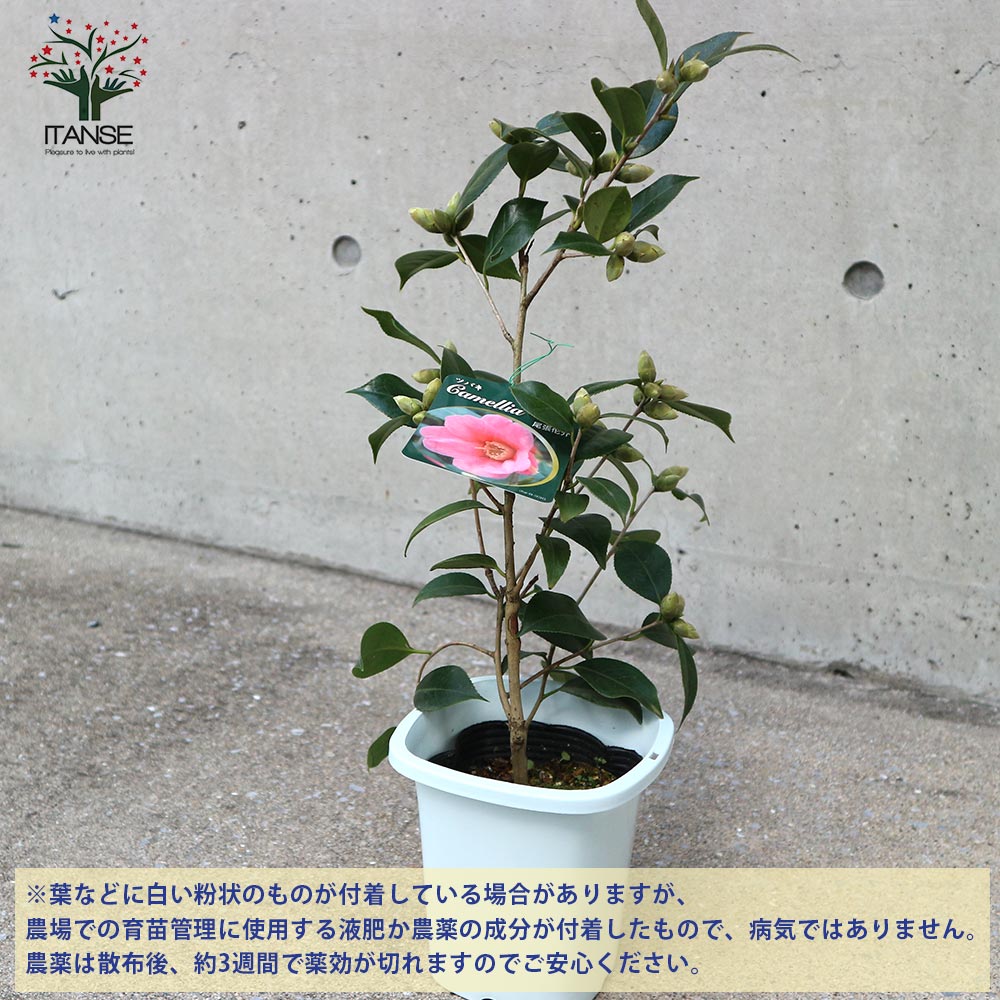 椿 尾張侘助(おわりわびすけ)【庭木 4.5号鉢／1個売り】｜ 【植物の