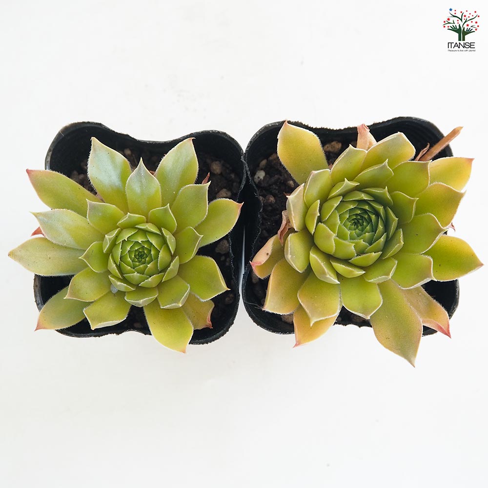 センペルビウム ジェロナ 【多肉植物 3号】｜ 【植物のITANSE