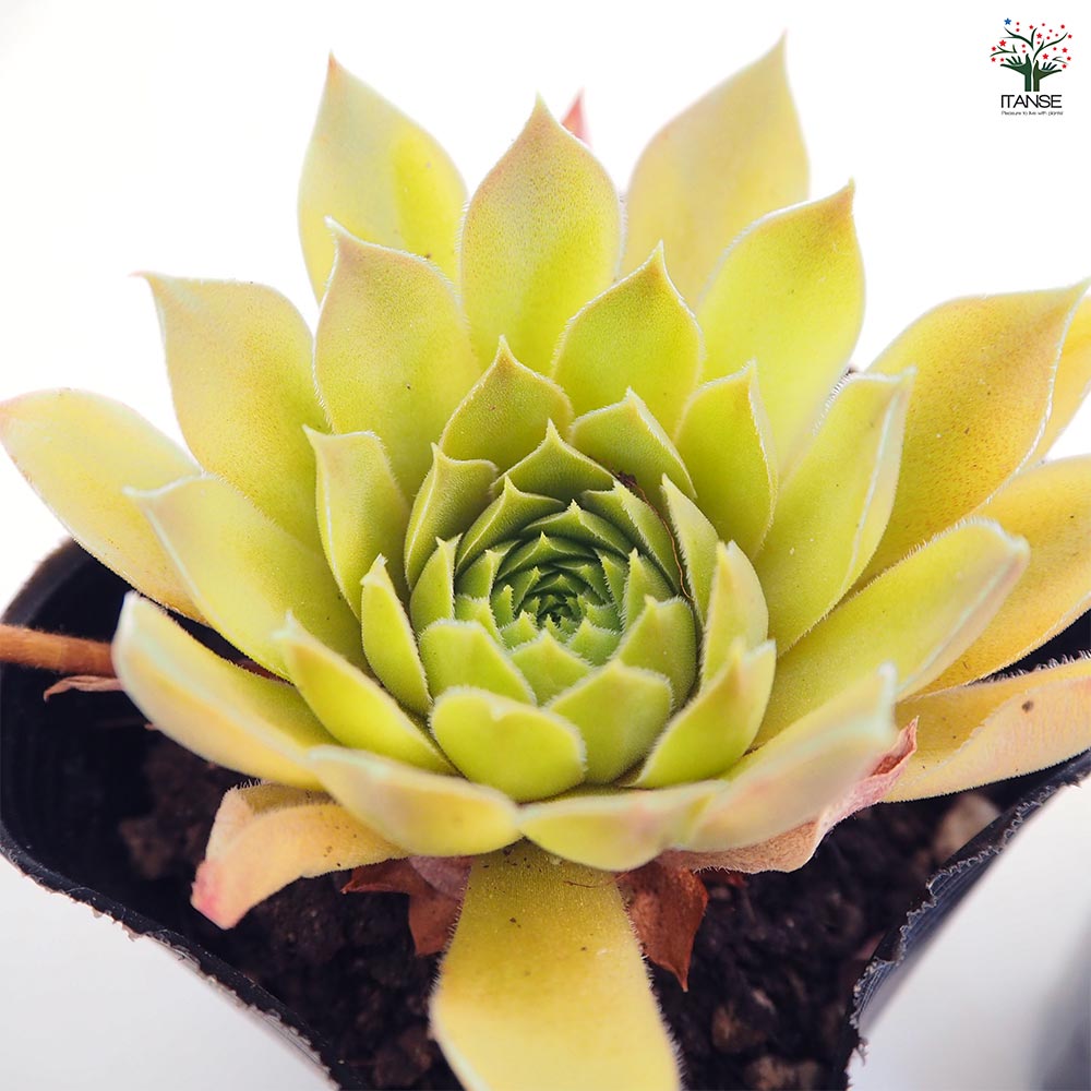 センペルビウム ジェロナ 【多肉植物 3号】｜ 【植物のITANSE