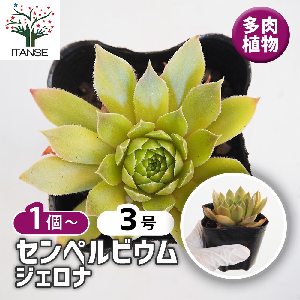 多肉植物 赤と緑のグラデーション*3