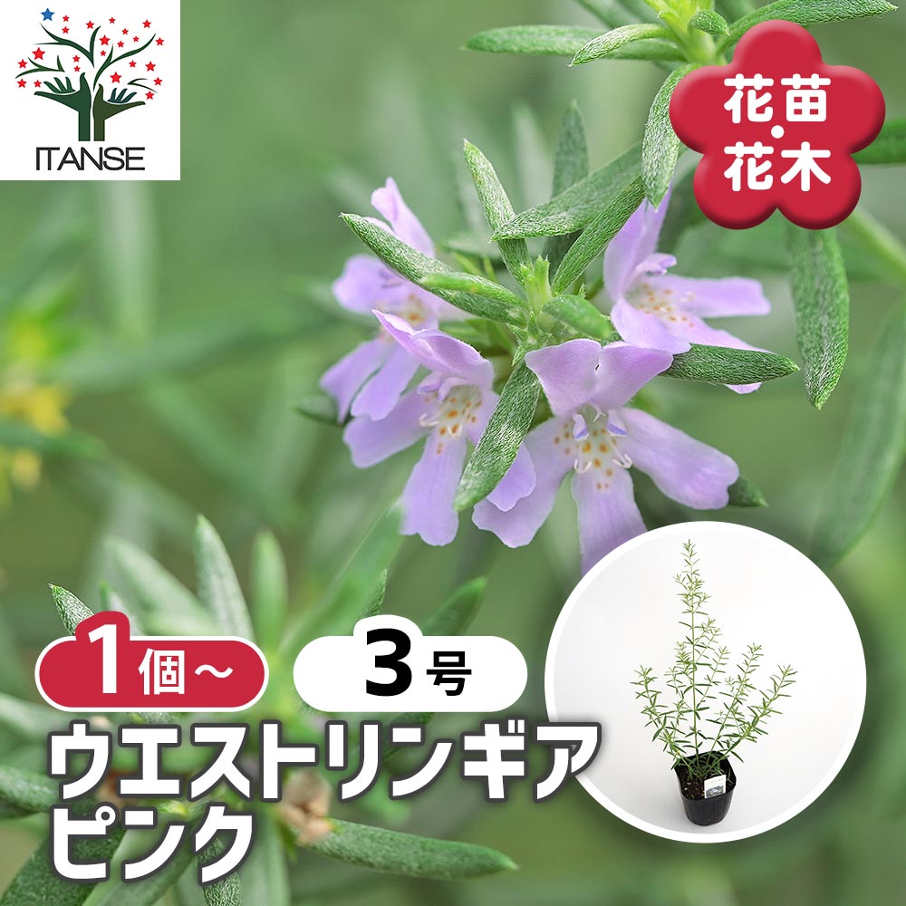 ウエストリンギア ピンク 【花木苗 3号】｜ 【植物のITANSE