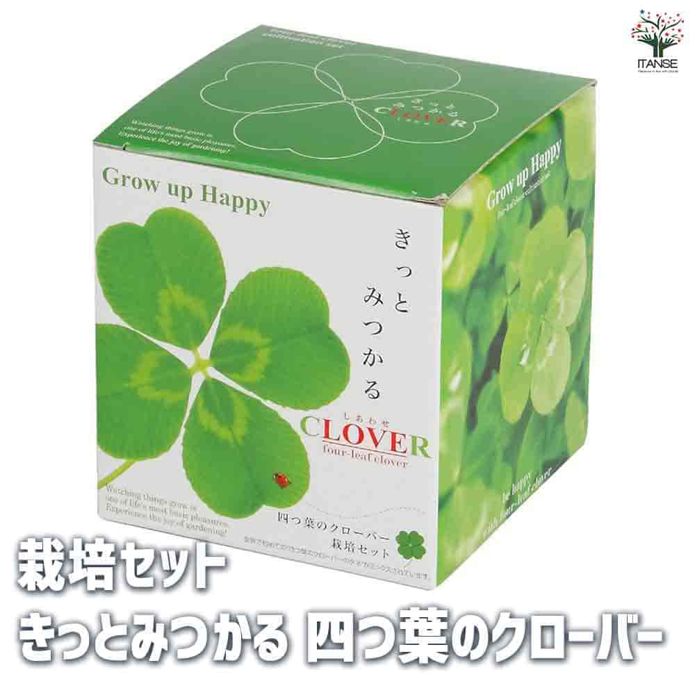 三つ葉のクローバー 栽培セット きっとみつかる四つ葉のクローバー 【1個売り】｜ 【植物の