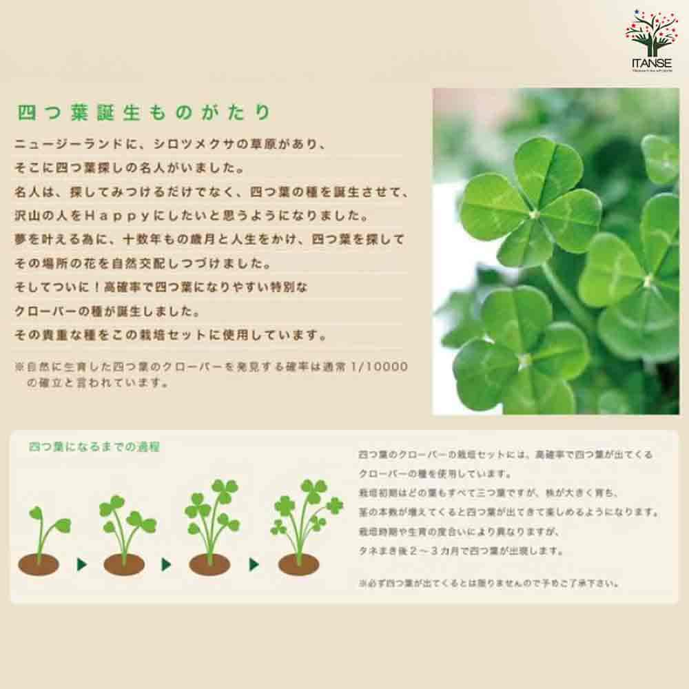 栽培セット きっとみつかる四つ葉のクローバー 【1個売り】｜ 【植物の