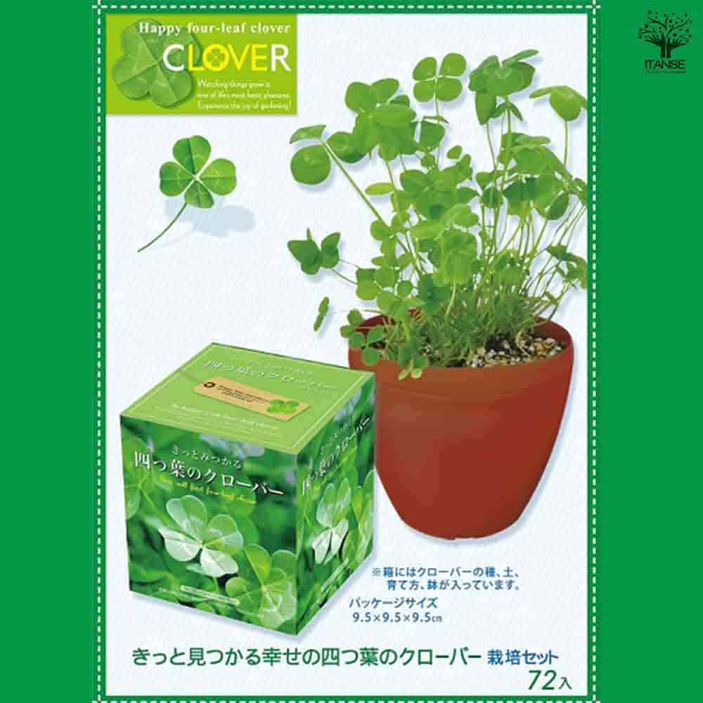 栽培セット きっとみつかる四つ葉のクローバー 【1個売り】｜ 【植物の