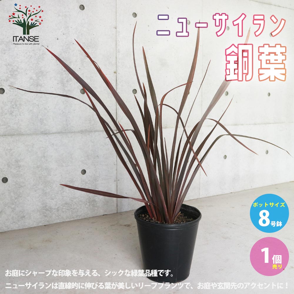 ニューサイラン(入才蘭) 銅葉の大苗【観葉植物 8号ナーセリーポット大苗/1個売り】