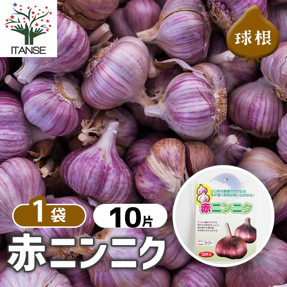 赤ニンニク 【野菜球根 10片／1個売り】