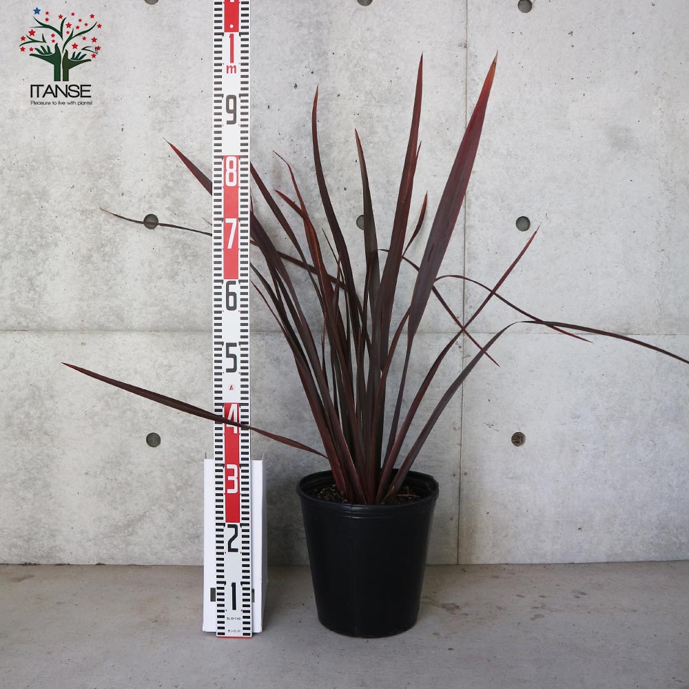 ニューサイラン(入才蘭) 銅葉の大苗【観葉植物 8号ナーセリーポット大苗/1個売り】