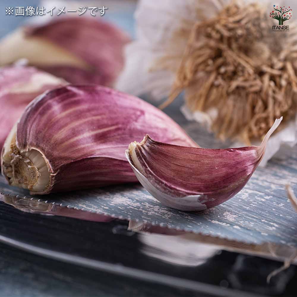 赤ニンニク 【野菜球根 10片／1個売り】