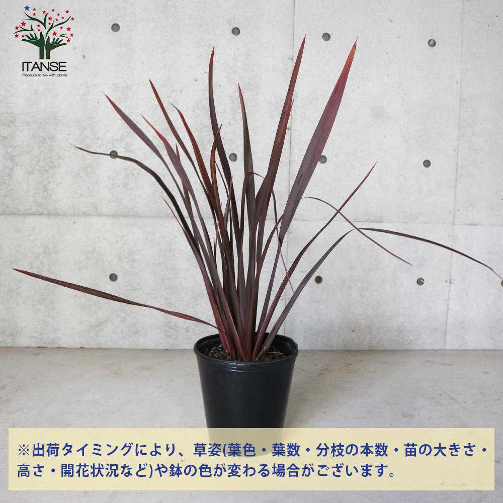 ニューサイラン(入才蘭) 銅葉の大苗【観葉植物 8号ナーセリーポット大苗/1個売り】