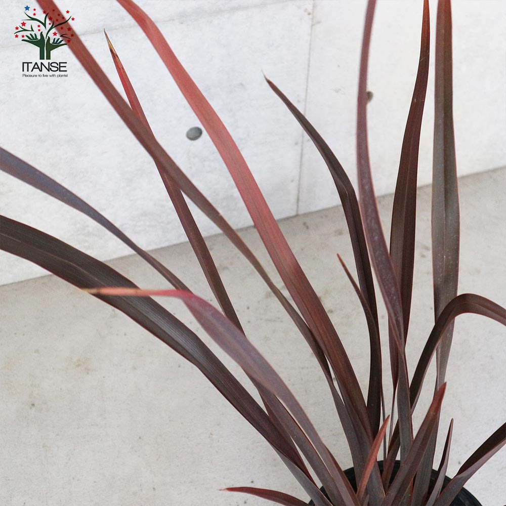 ニューサイラン(入才蘭) 銅葉の大苗【観葉植物 8号ナーセリーポット大苗/1個売り】