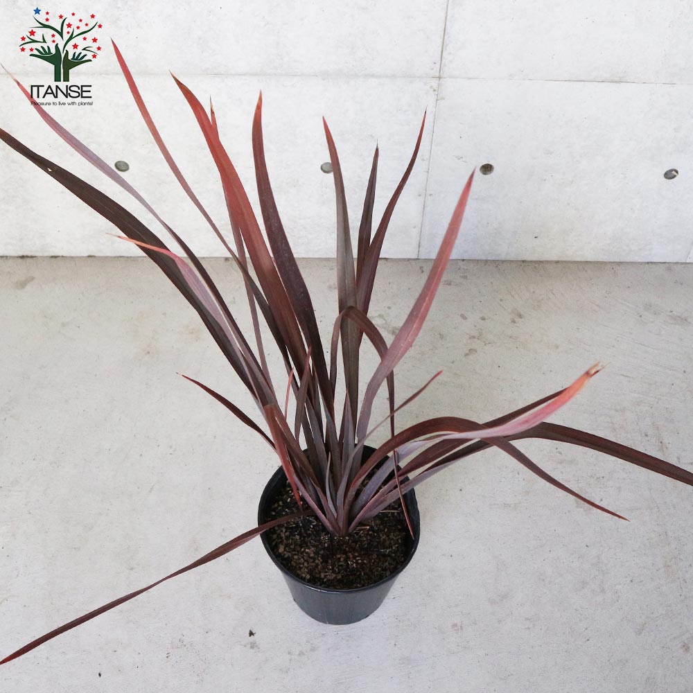 ニューサイラン(入才蘭) 銅葉の大苗【観葉植物 8号ナーセリーポット大苗/1個売り】