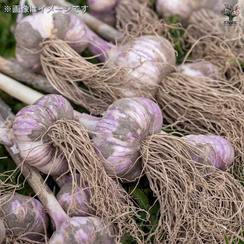 赤ニンニク 【野菜球根 10片／1個売り】