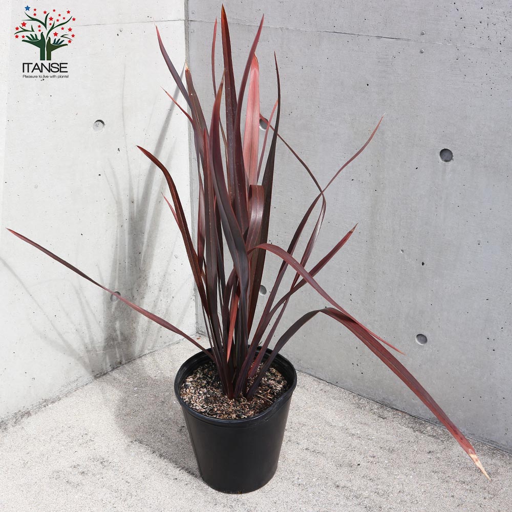 大株 ニューサイラン(銅葉) 1.3M(鉢底から) 【公式通販】