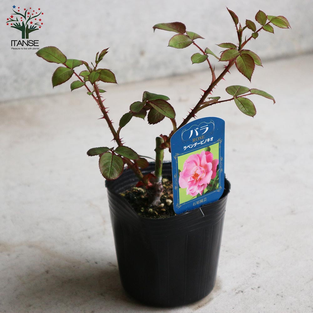 薔薇の苗 ラベンダーピノキオ (四季咲きフロリバンダローズ)【花苗新苗