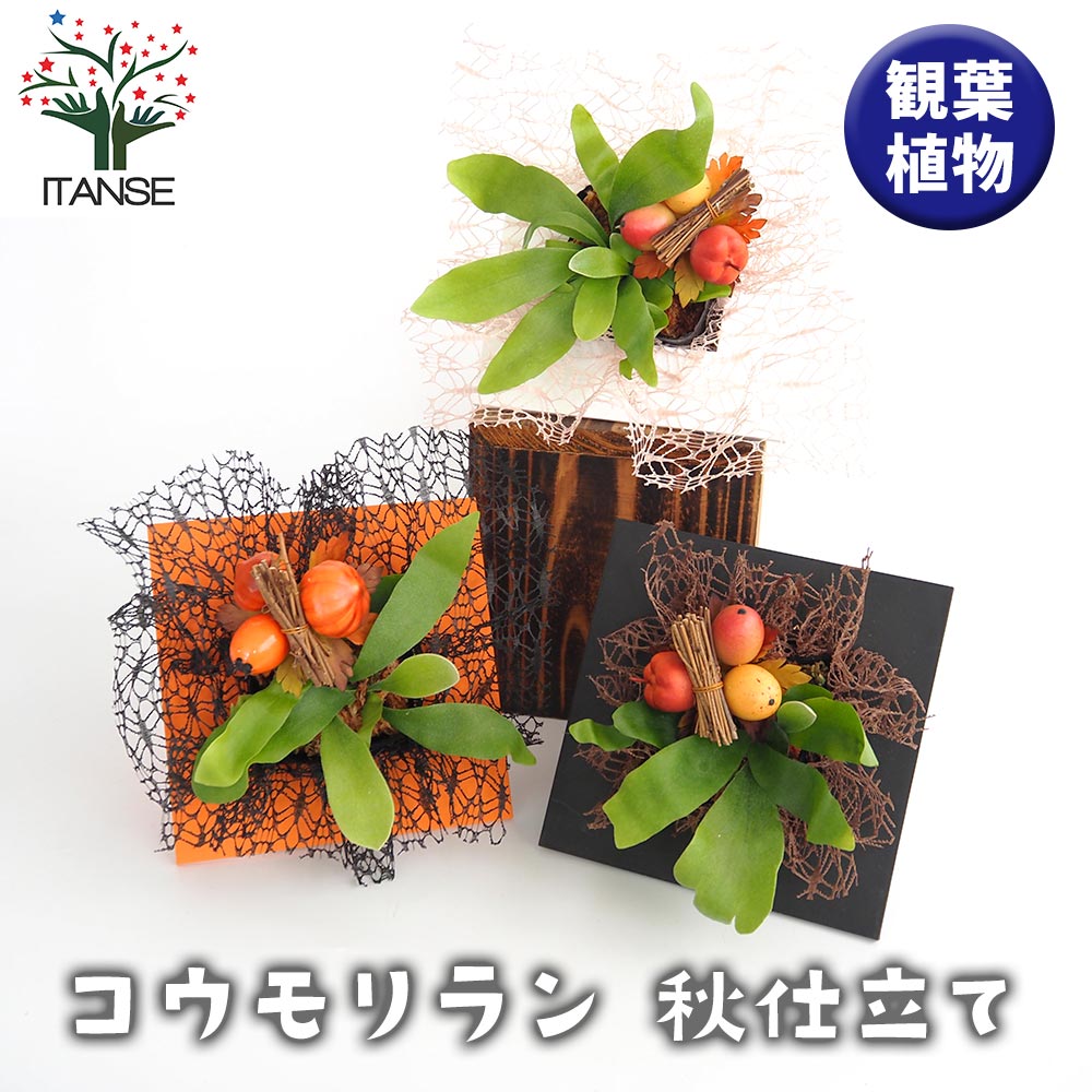 コウモリラン 秋仕立て 【観葉植物 4号】