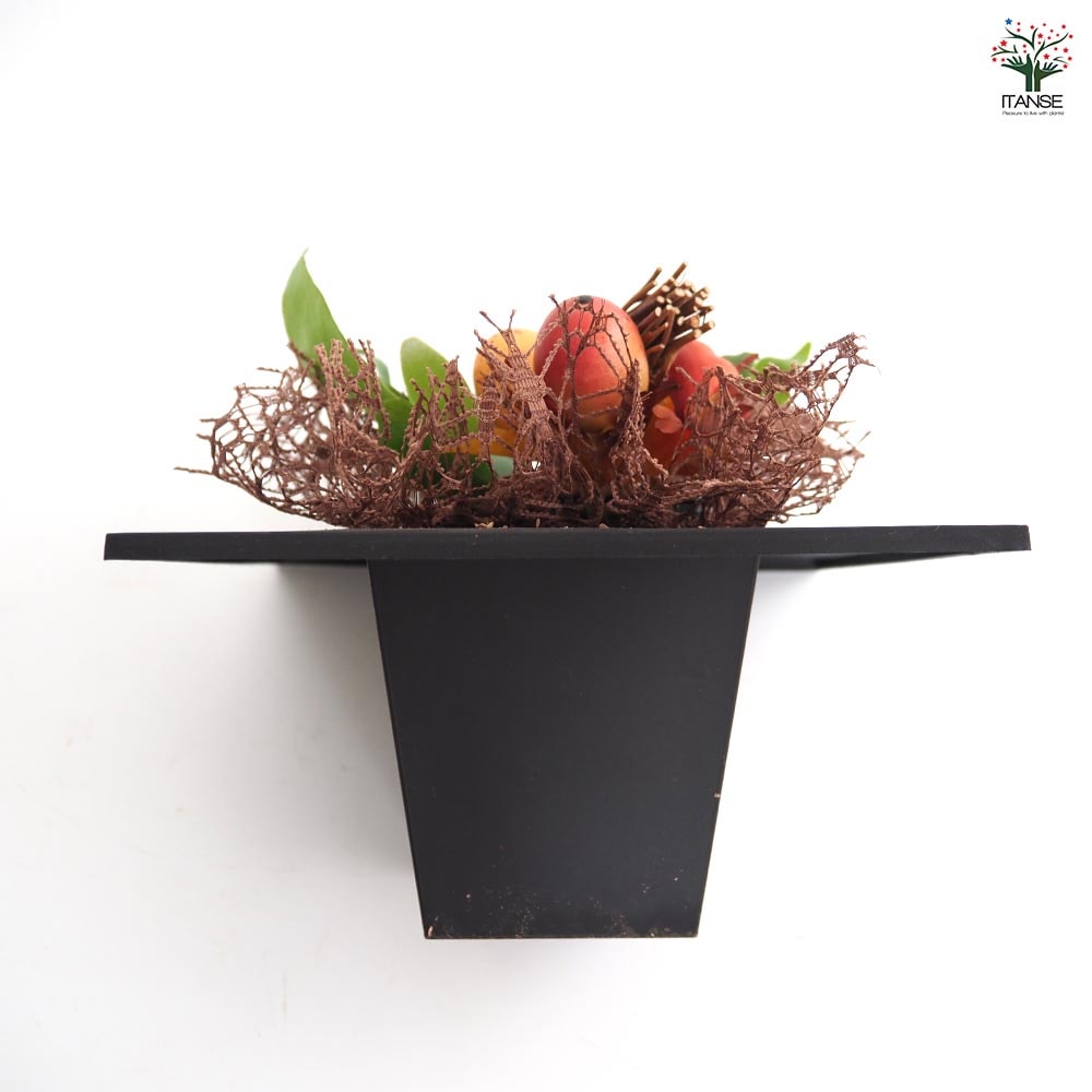 コウモリラン 秋仕立て 【観葉植物 4号】｜ 【植物のITANSE