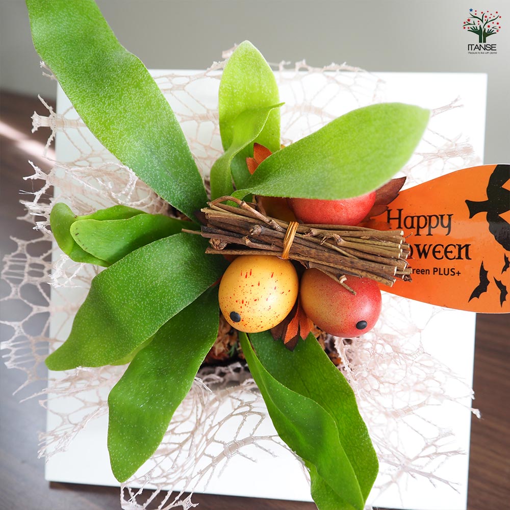 コウモリラン 秋仕立て 【観葉植物 4号】