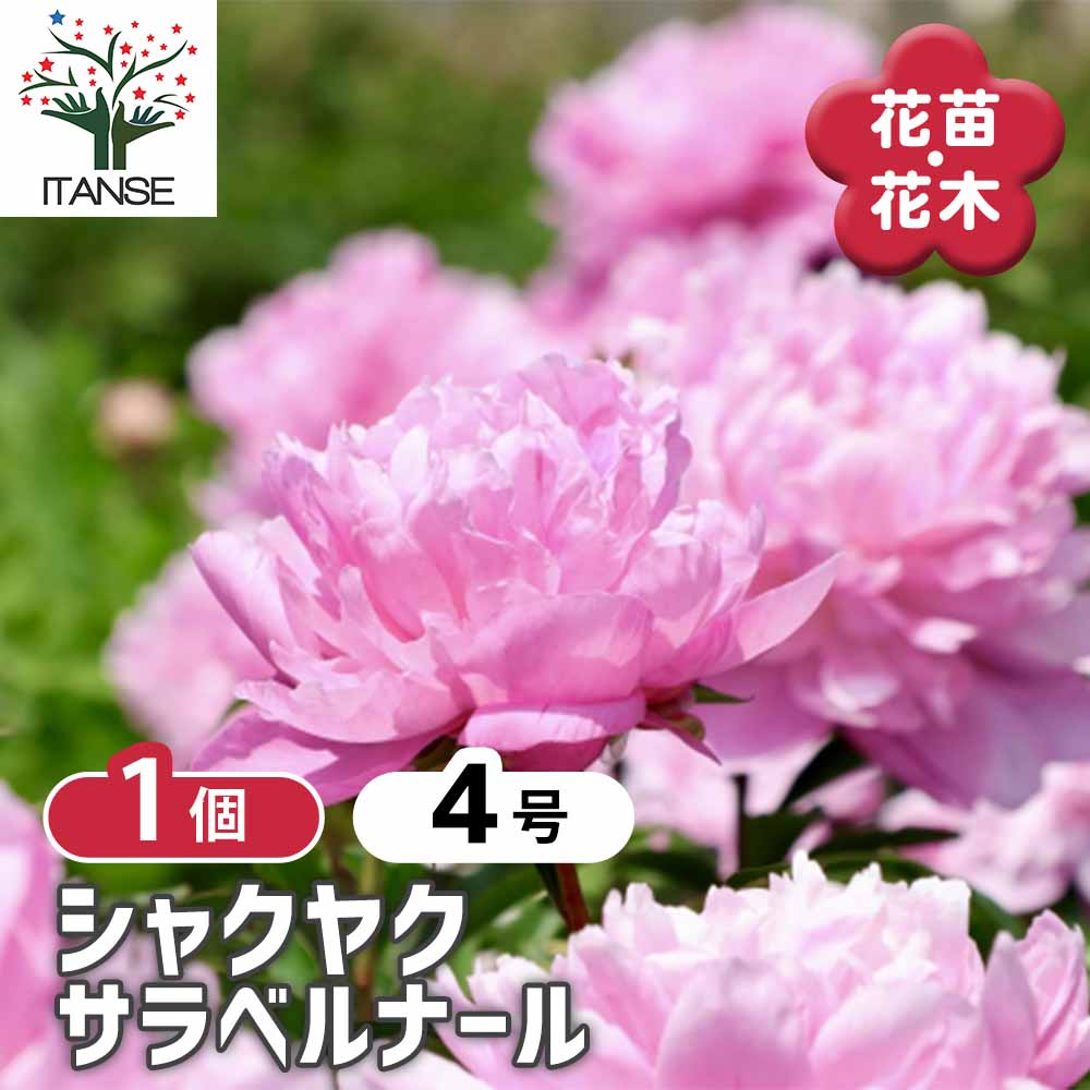 シャクヤク サラベルナール 【花木苗 4号／1個売り】