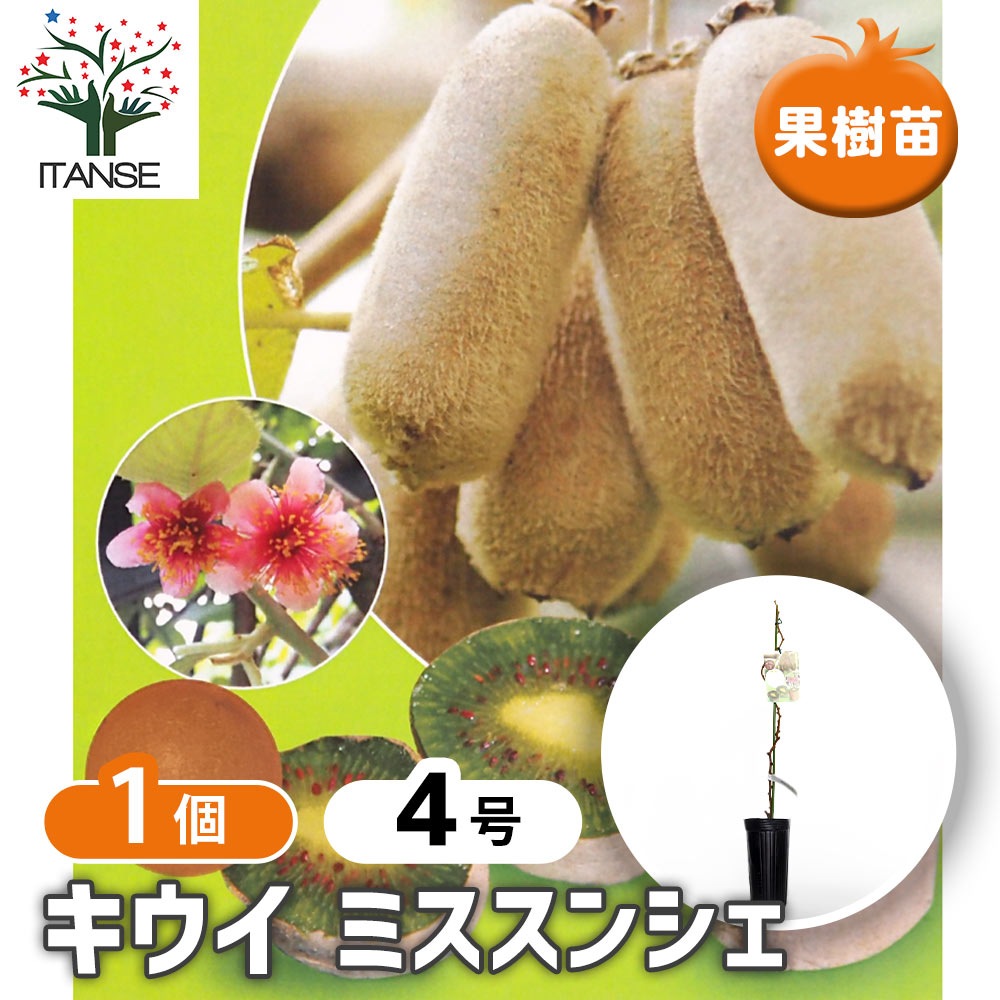 キウイの苗木 ミススンシェ 【果樹の苗木 4号／1個売り】
