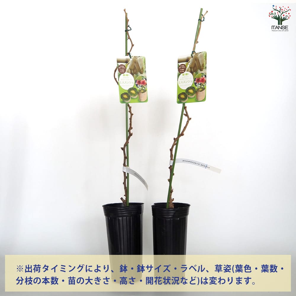 キウイの苗木 ミススンシェ 【果樹の苗木 4号／1個売り】