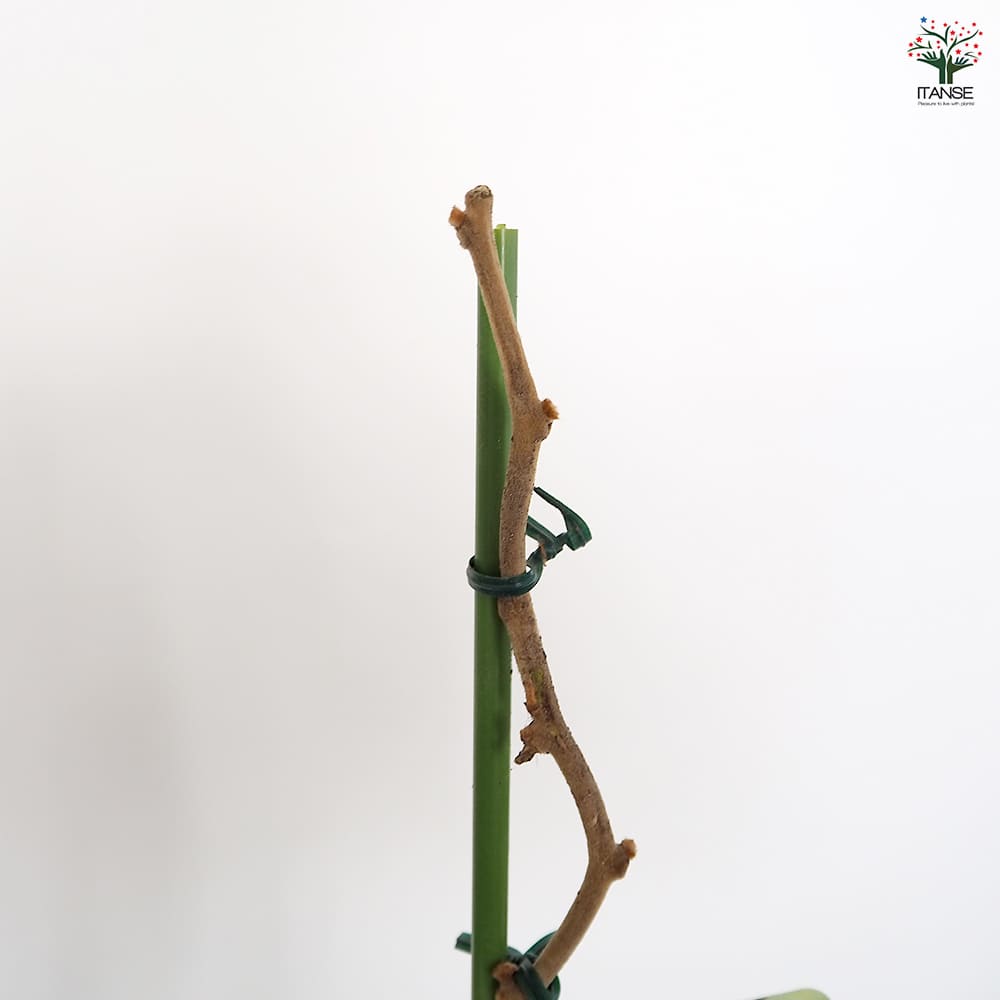 キウイの苗木 ミススンシェ 【果樹の苗木 4号／1個売り】