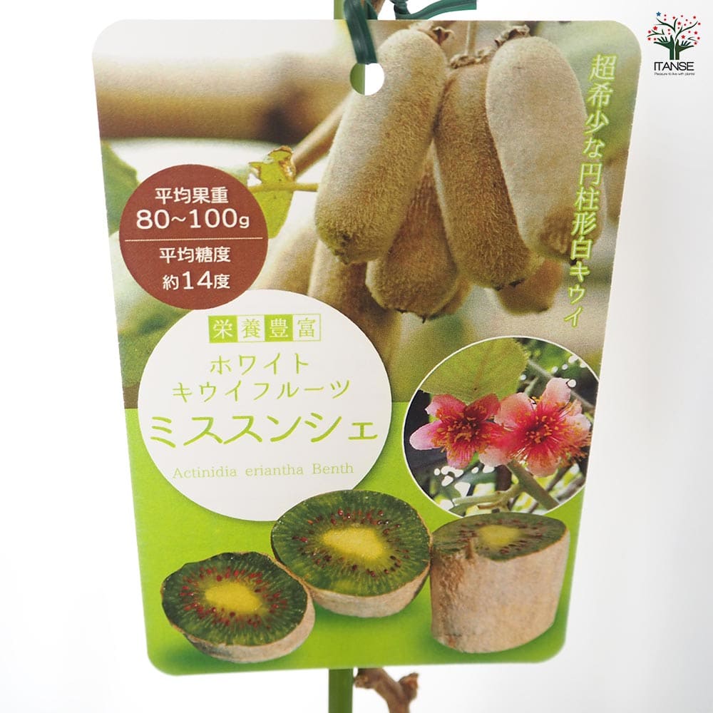 キウイの苗木 ミススンシェ 【果樹の苗木 4号／1個売り】