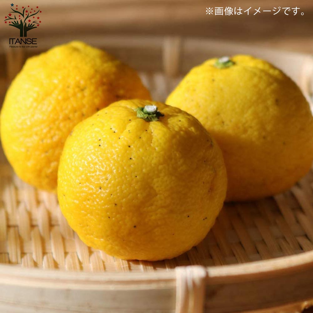 Itanse良品ｾﾚｸﾄ通販