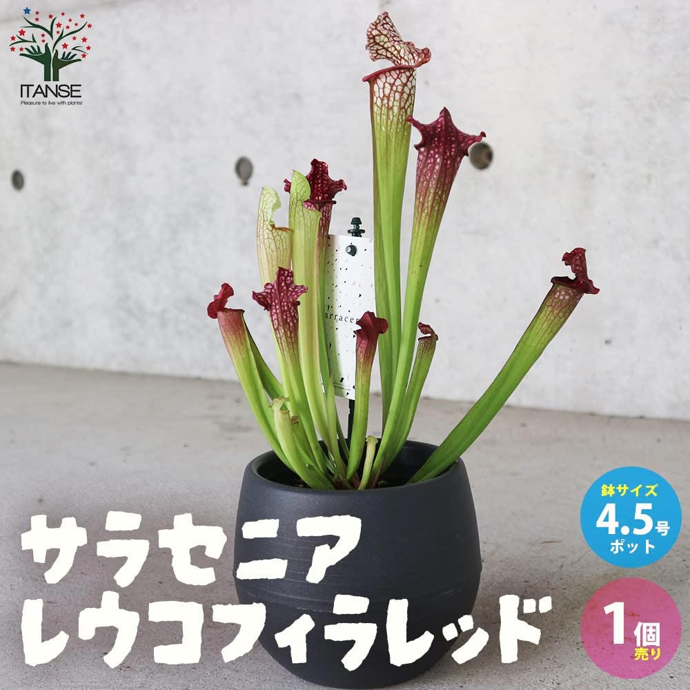 サラセニア レウコフィラレッド