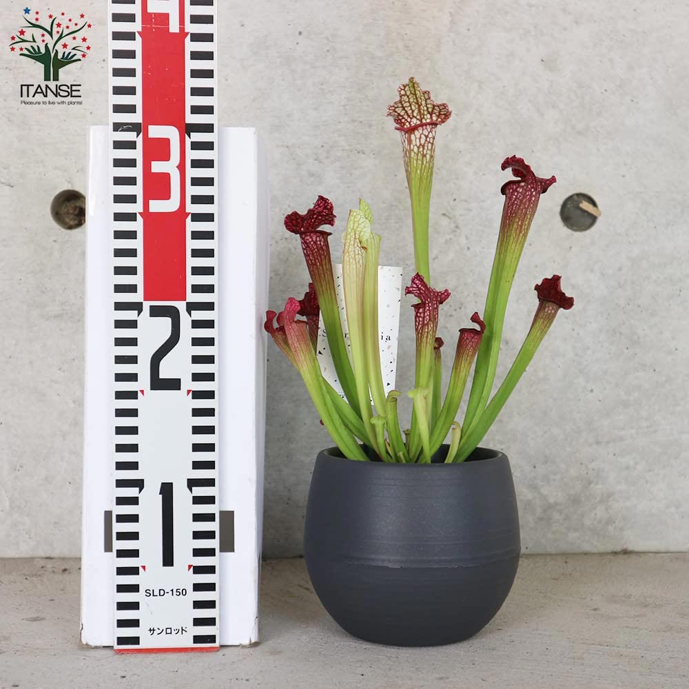 サラセニア・レウコフィラレッド【観葉植物 4.5号鉢 食虫植物／1個売り】