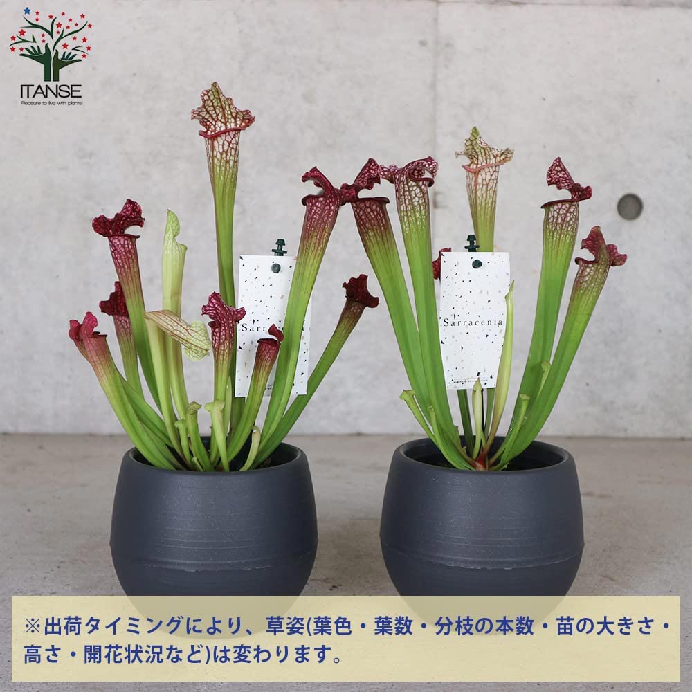 サラセニア・レウコフィラレッド【観葉植物 4.5号鉢 食虫植物／1個売り