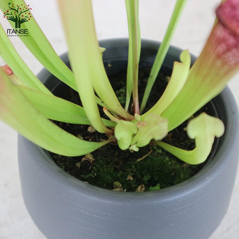 サラセニア・レウコフィラレッド【観葉植物 4.5号鉢 食虫植物／1