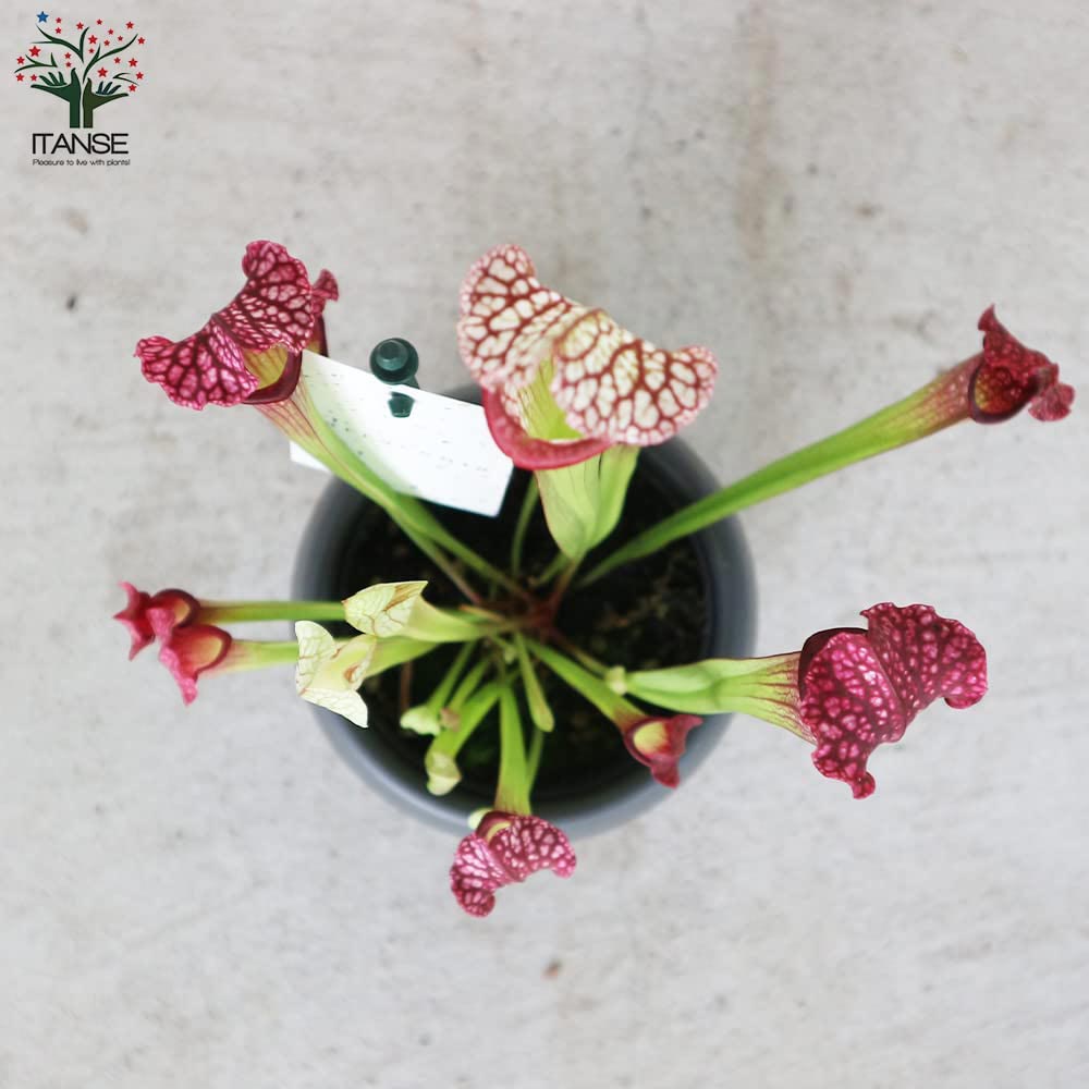 サラセニア・レウコフィラレッド【観葉植物 4.5号鉢 食虫植物／1個売り】