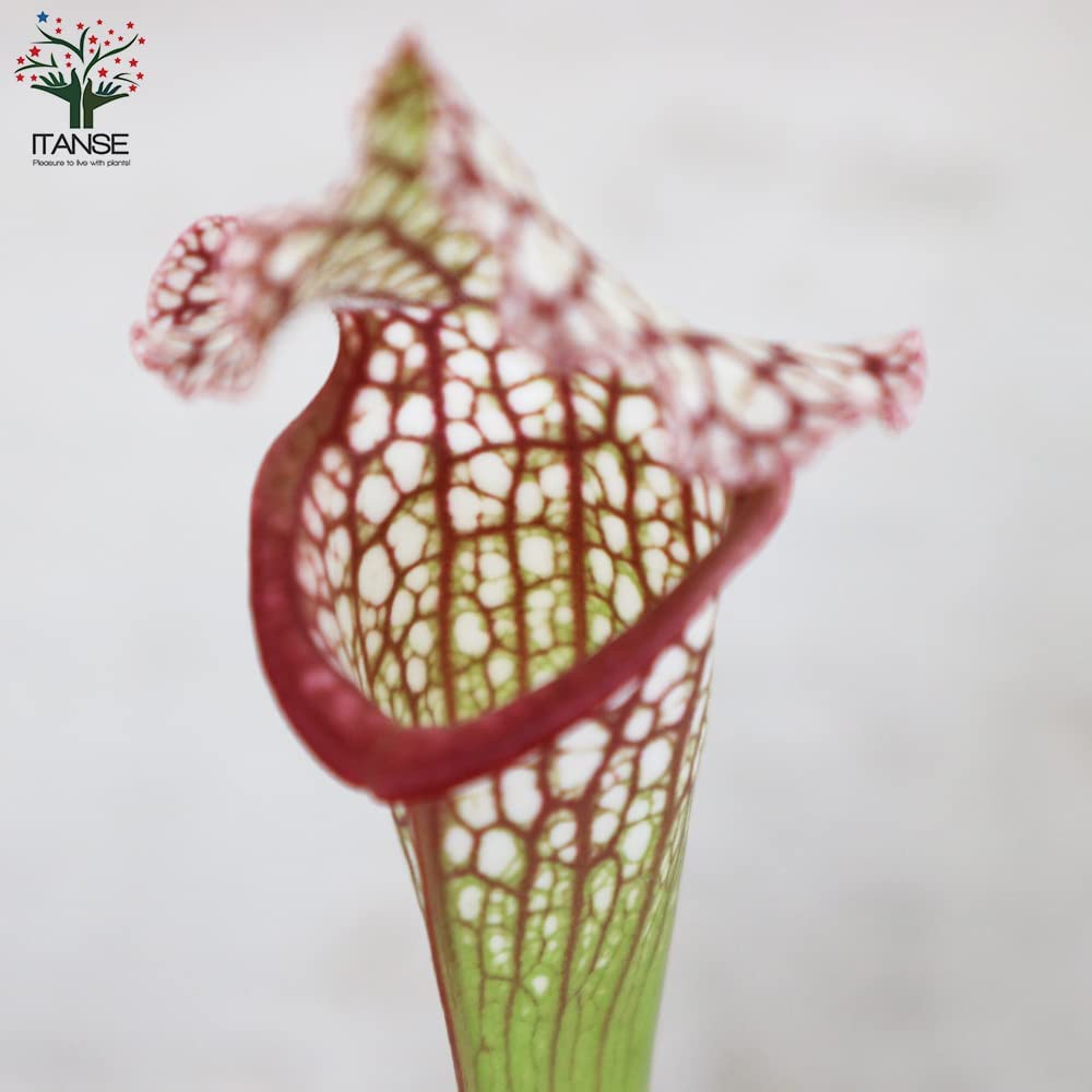 サラセニア・レウコフィラレッド【観葉植物 4.5号鉢 食虫植物／1個売り】