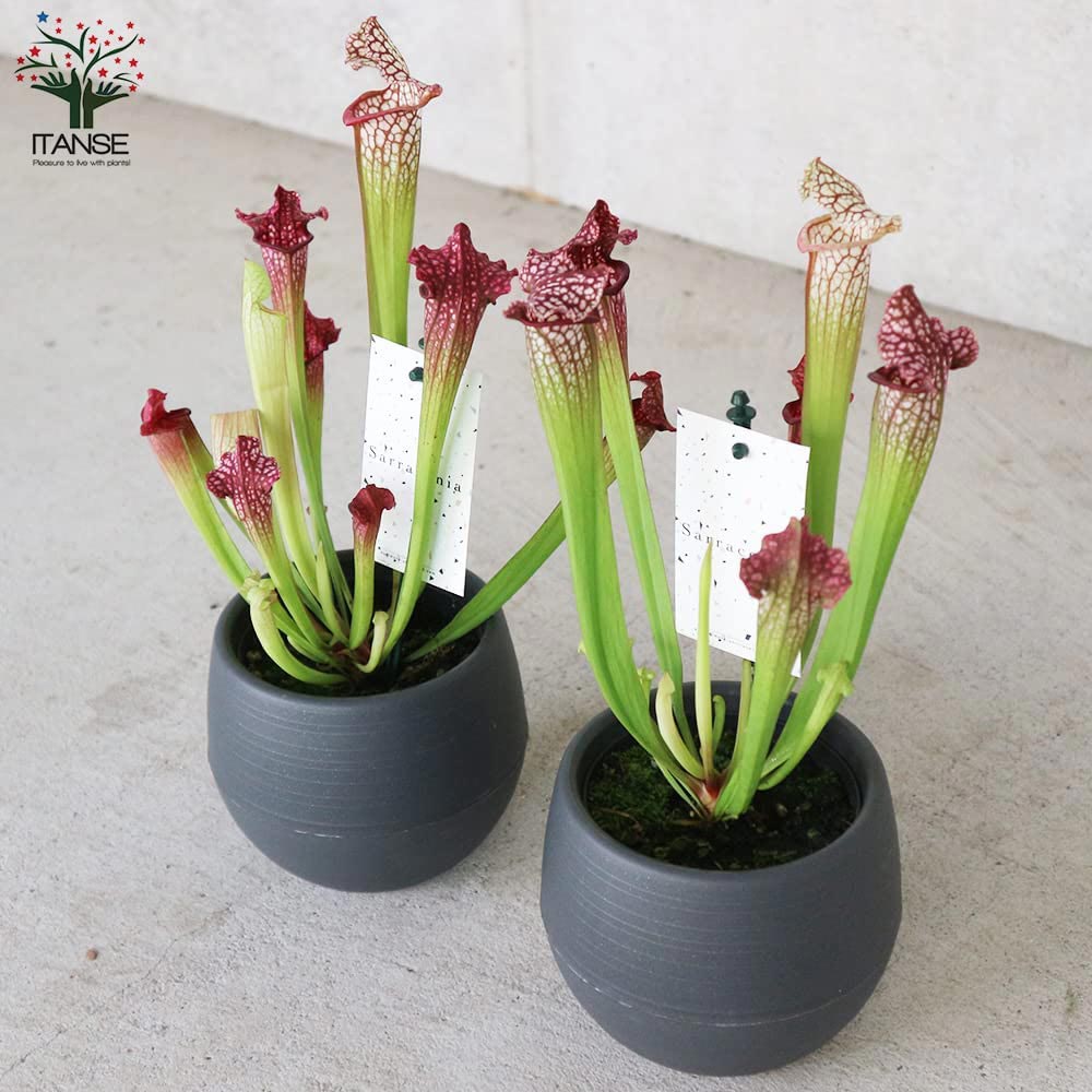 サラセニア レウコフィラ ベリーホワイトトップス 食虫植物 サラセニア