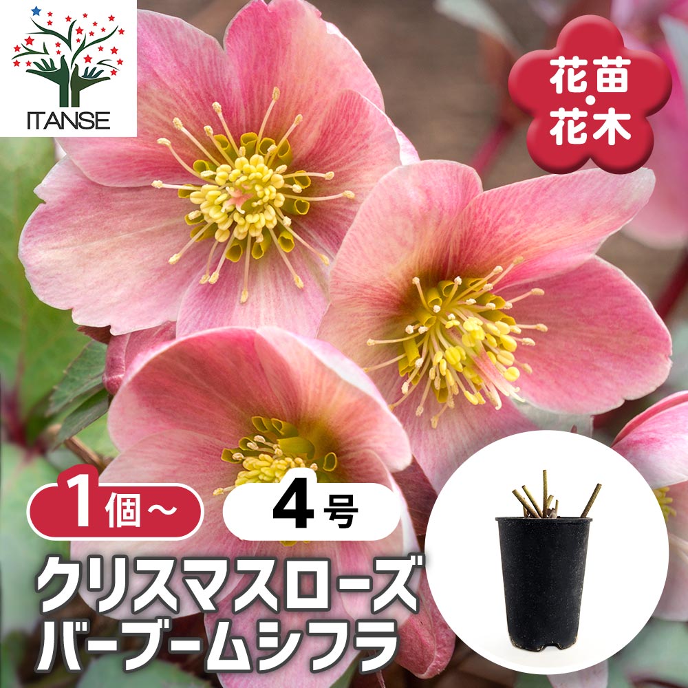クリスマスローズ バーブームシフラ 【花苗 4号】｜ 【植物の