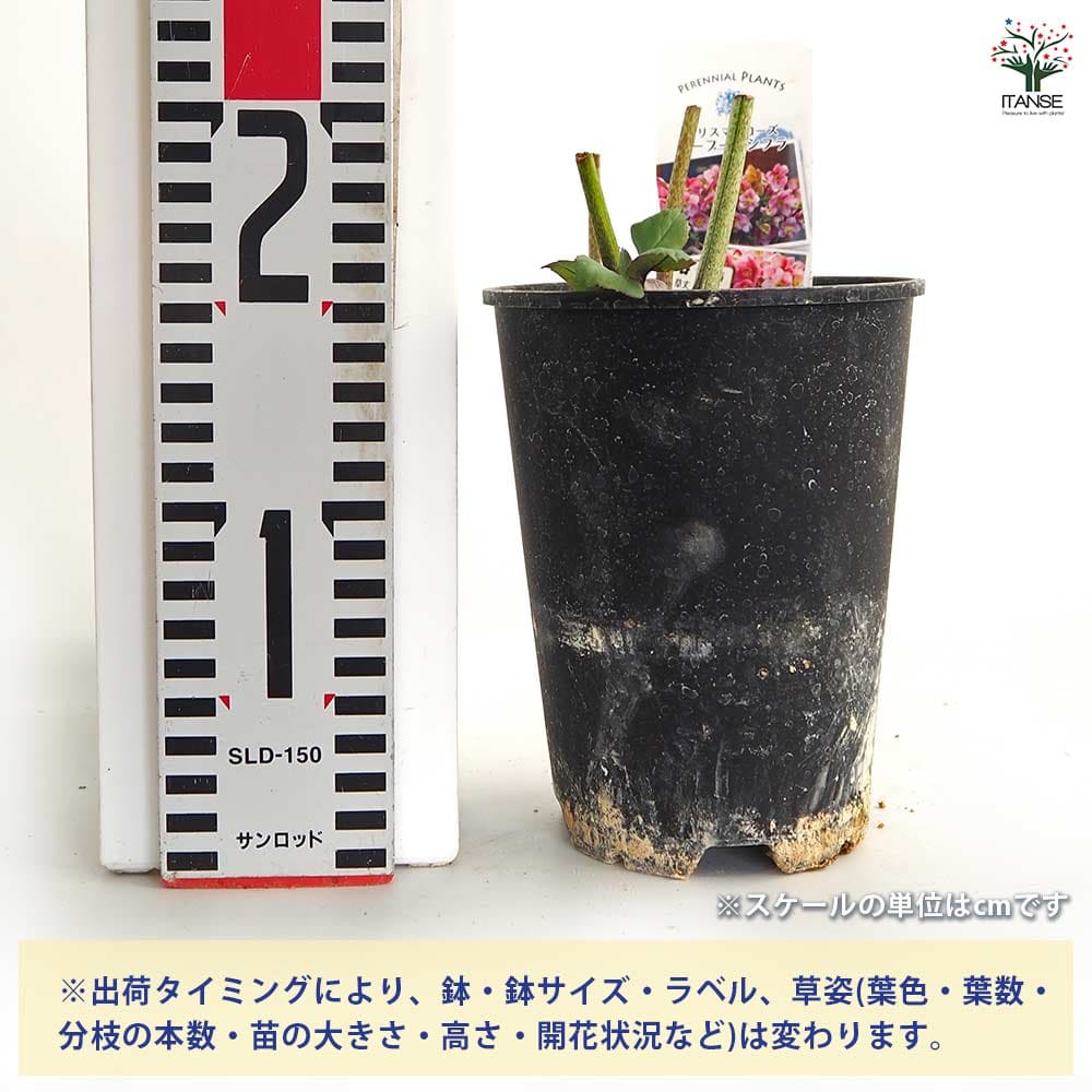 クリスマスローズ バーブームシフラ 【花苗 4号】｜ 【植物の