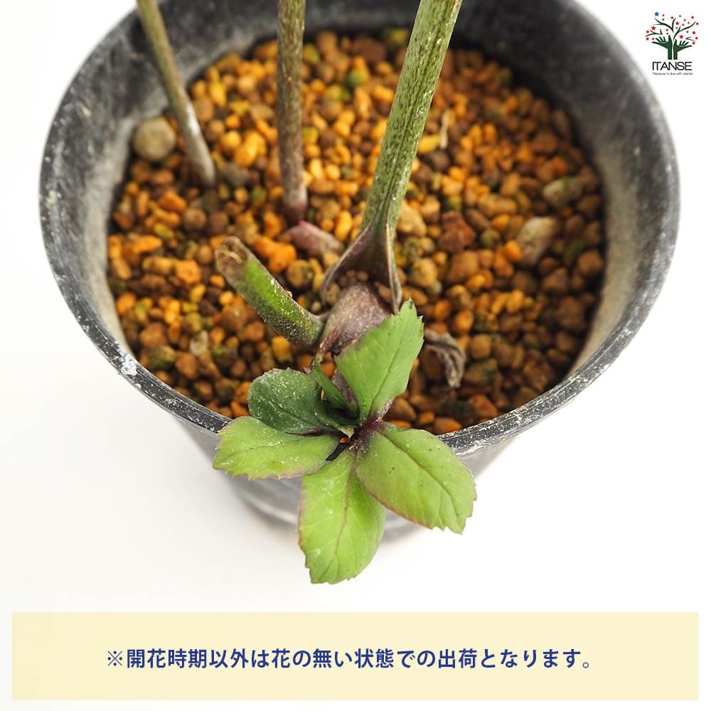 クリスマスローズ バーブームシフラ 【花苗 4号】｜ 【植物の