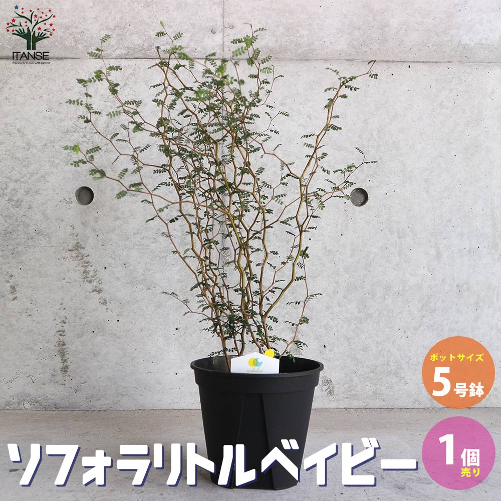 ソフォラ・プロストラータ・リトルベイビー【観葉植物 5号鉢／1個売り】