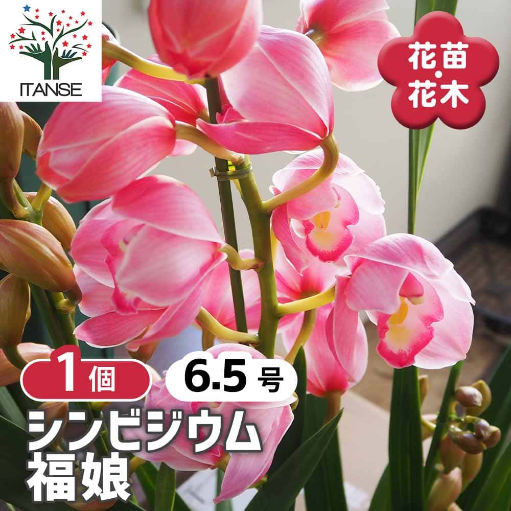 シンビジウム 福娘 【花苗 6.5号／1個売り】｜ 【植物のITANSE