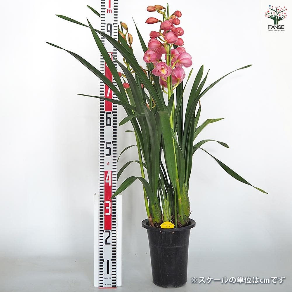 シンビジウム 福娘 【花苗 6.5号／1個売り】