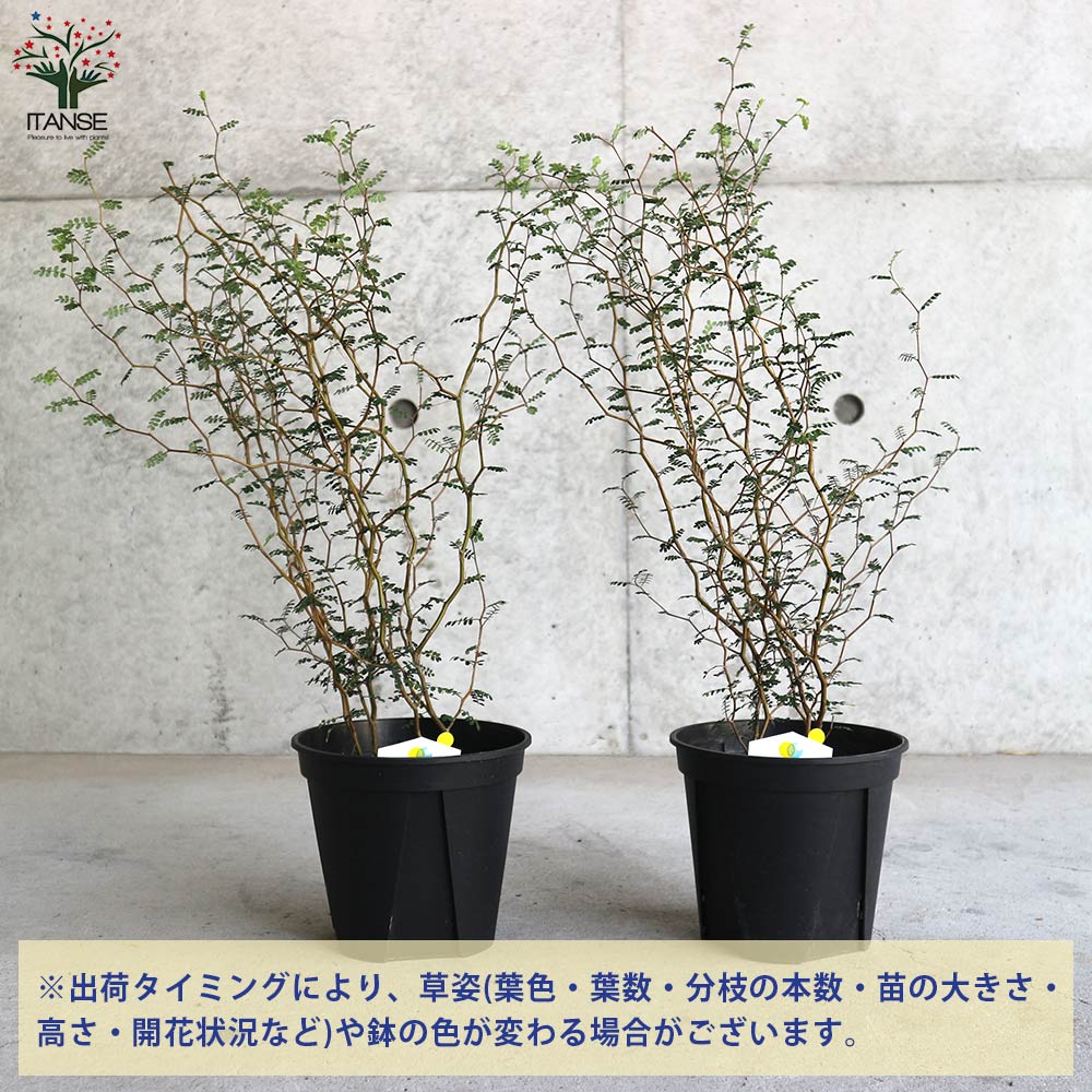 ソフォラ・プロストラータ・リトルベイビー【観葉植物 5号鉢／1個売り】