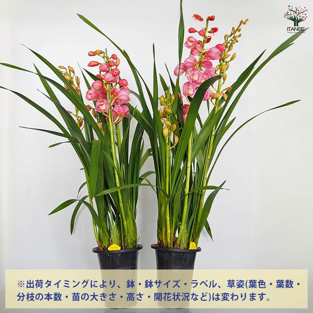 シンビジウム 福娘 【花苗 6.5号／1個売り】