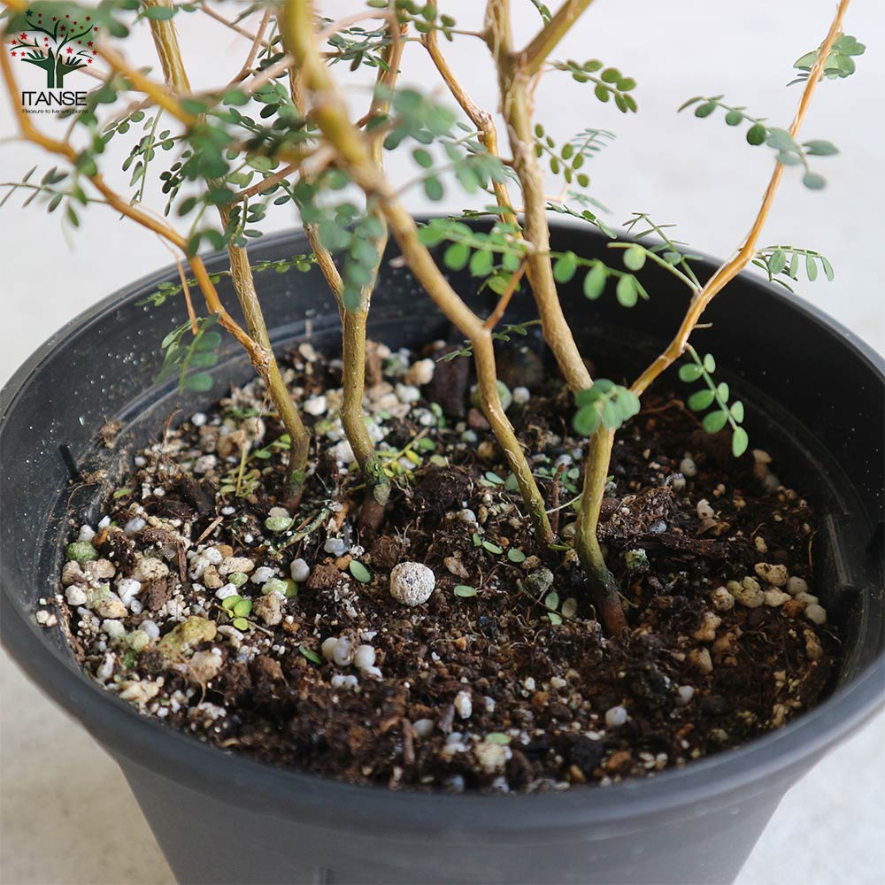 ソフォラ・プロストラータ・リトルベイビー【観葉植物 5号鉢／1個売り】