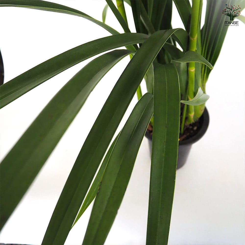 シンビジウム 福娘 【花苗 6.5号／1個売り】