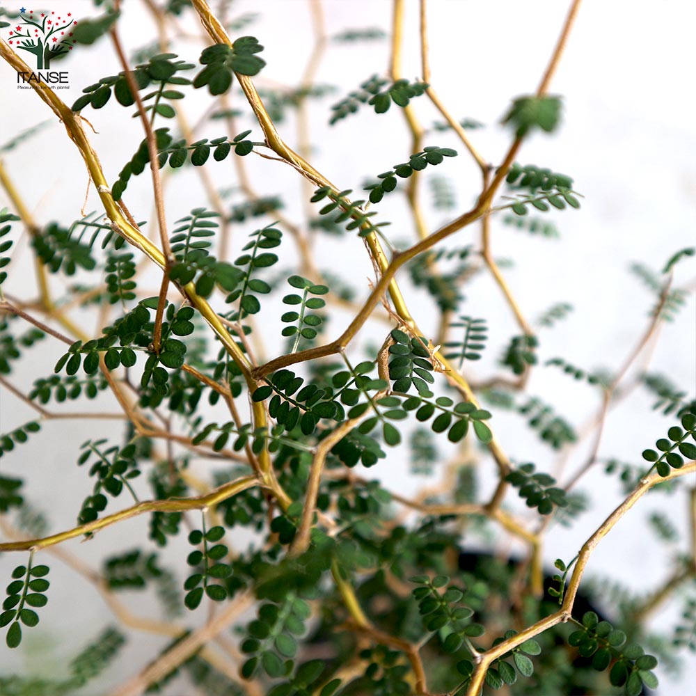 ソフォラ・プロストラータ・リトルベイビー【観葉植物 5号鉢／1個売り】