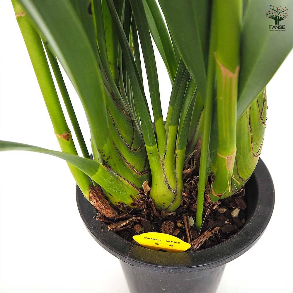 シンビジウム 福娘 【花苗 6.5号／1個売り】