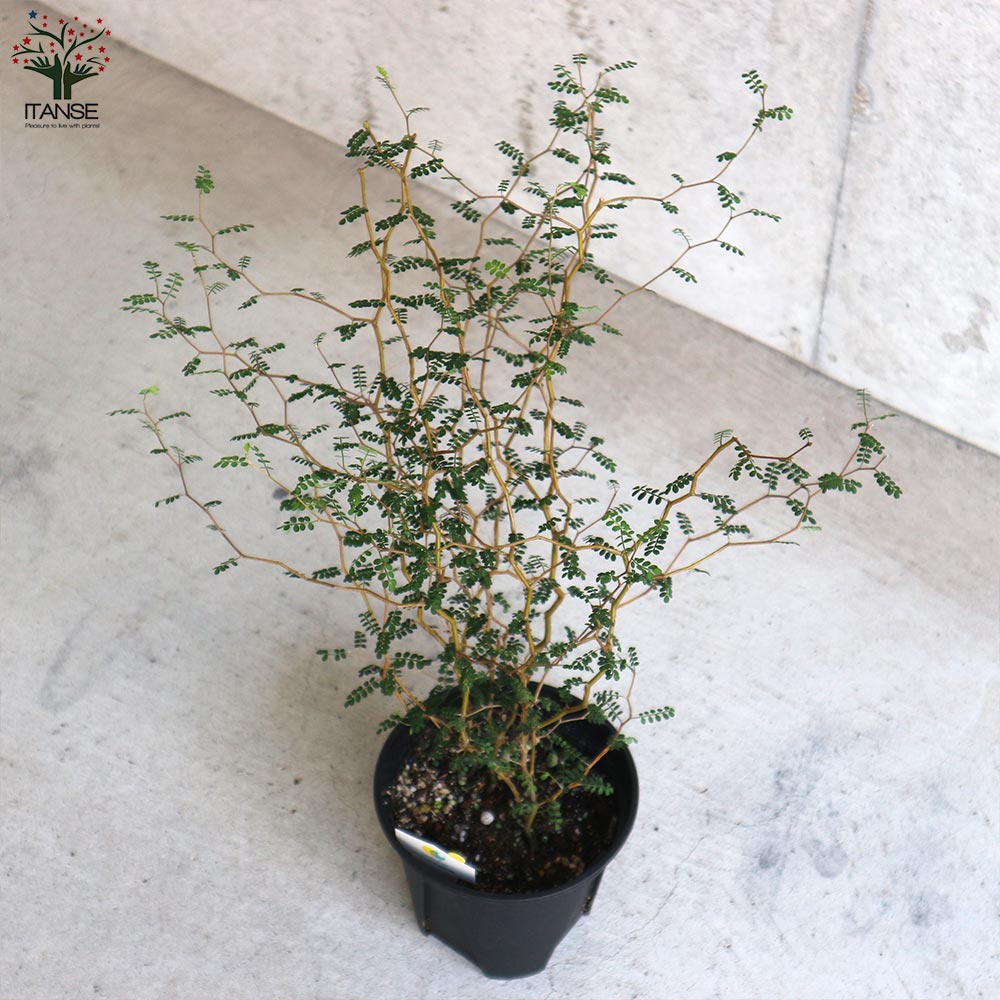 Itanse良品ｾﾚｸﾄ通販